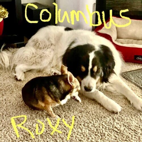 Great Pyrenees mix named Columbus staying during a dog boarding visit in Glendale Arizona