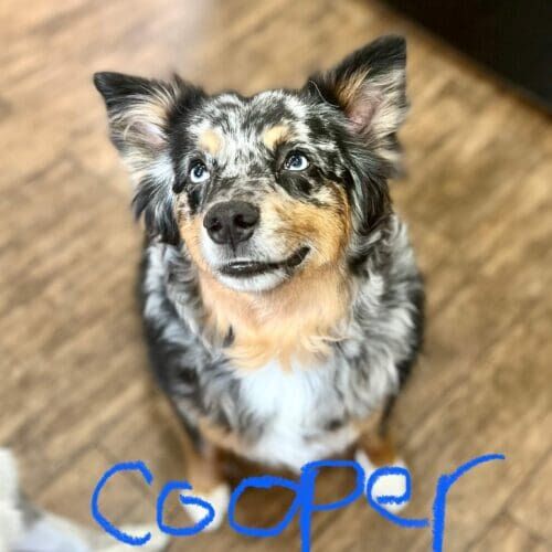 Australian shepherd named Cooper receiving in-home pet sitting care in Phoenix Arizona