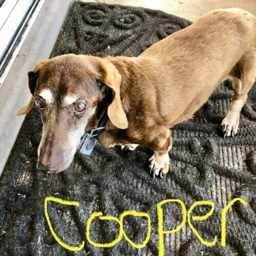 Senior dachshund named Cooper receiving special needs pet sitting care in Glendale Arizona