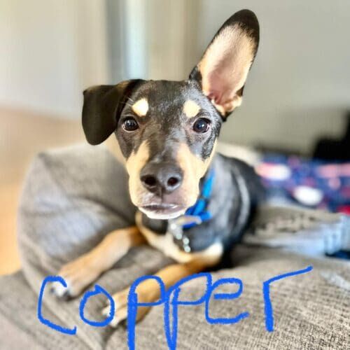 Small mixed breed puppy Copper getting some puppy training help for both him and his parents in the Phoenix West Valley