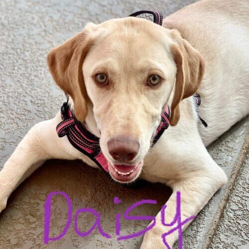 Labrador retriever named Daisy working on leash pulling and reactivity training in Peoria Arizona