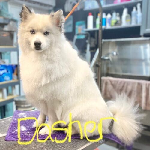 Dog receiving a deshedding grooming service in Phoenix Arizona.