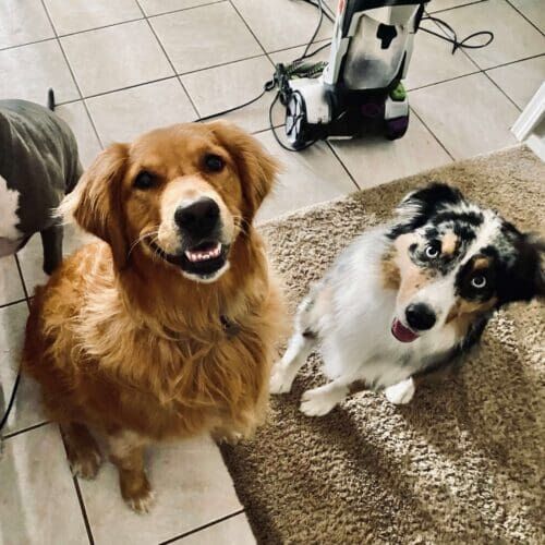 Dogs staying in a home environment during a boarding visit in Glendale Arizona