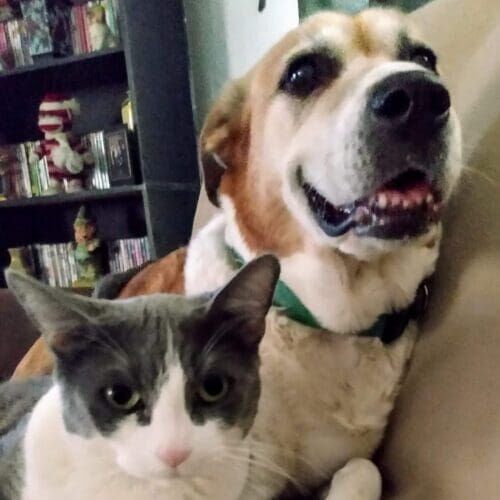Dog and cat resting together during an in-home pet sitting visit in Litchfield Park Arizona