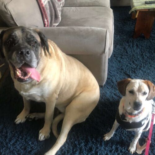 Multiple dogs enjoying a structured group dog walking session in Glendale Arizona