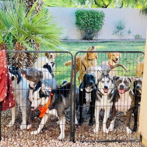 Multiple dogs looking through a fence during dog socialization and playdates with FurBabies & Friends in Glendale, AZ.
