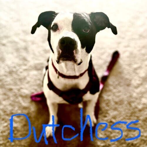 Pitbull named Dutchess participating in in-home dog training in Phoenix Arizona