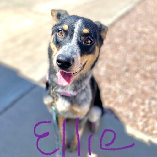Tri colored Aussie Mix Ellie was feeling herself after her dirty dog bath in Glendale AZ.