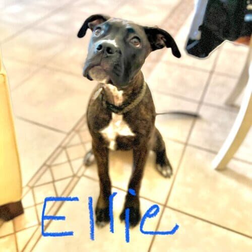 Cane Corso puppy named Ellie learning basic puppy training skills during a session in Glendale Arizona