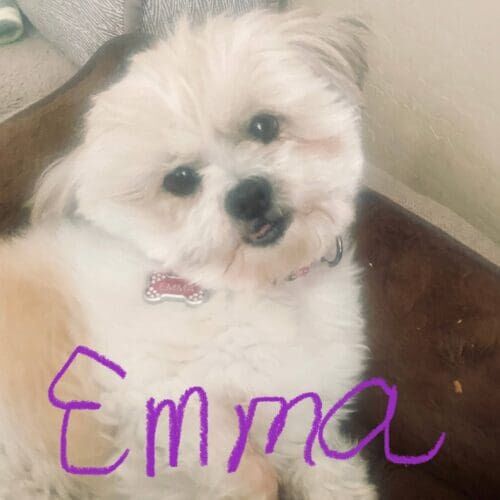 Dog named Emma receiving in-home drop-in pet sitting visits in Phoenix Arizona
