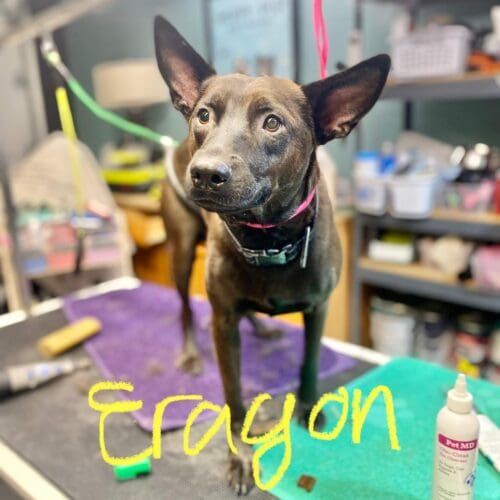 Dog receiving grooming for a dirty coat in Glendale Arizona.
