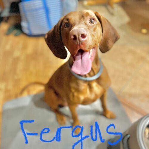 Vizsla named Fergus working on leash reactivity training in Peoria Arizona