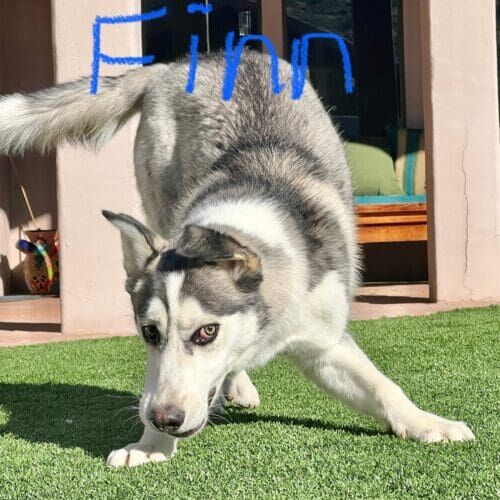 Husky puppy named Finn working through fear and reactivity during a training session in Phoenix Arizona