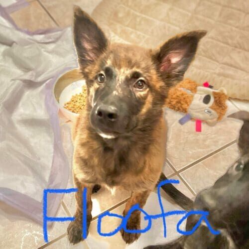 Shepherd mix puppy named Floofa waiting for more food in foster care