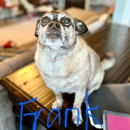Puggle named Frank receiving drop-in pet sitting visits in Phoenix Arizona