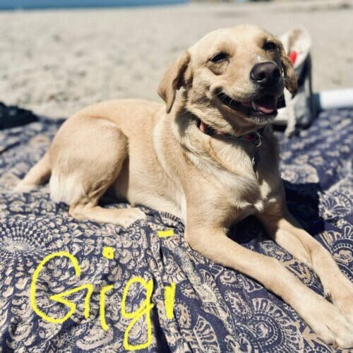 Chihuahua named Gigi staying during in-home dog boarding in Glendale Arizona