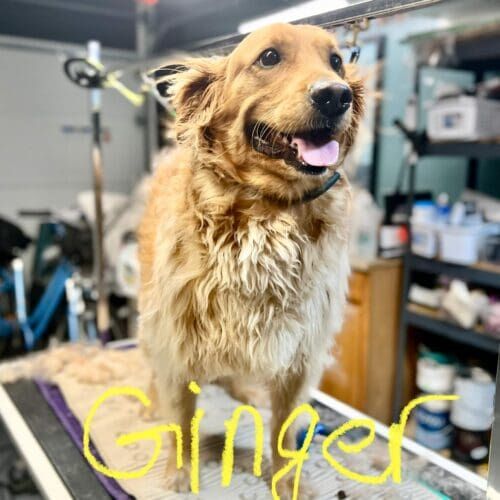 Golden Retriever named Ginger receiving a deshedding grooming service in Glendale Arizona.