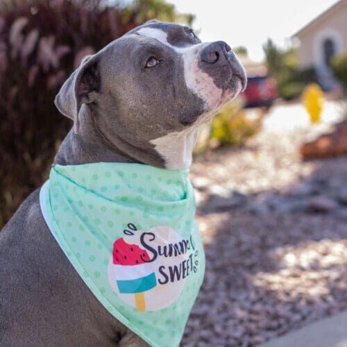 Kristie Halverson's personal dog, a blue nose bully mix, during a summer photoshoot in Glendale, AZ.