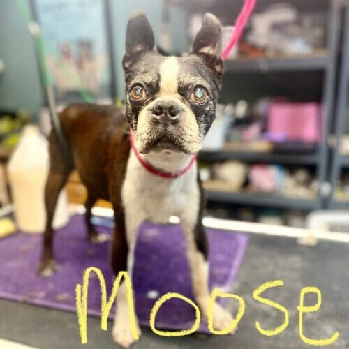 Boston Terrier named Moose receiving nail grinding during a grooming visit in Glendale Arizona.