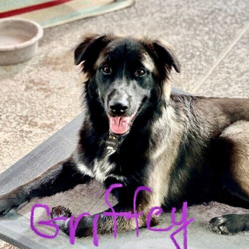 Dog named Griffey participating in behavior modification training in Peoria Arizona