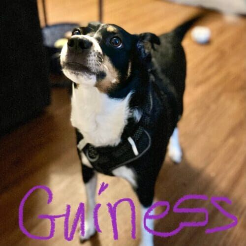 Small tri colored rescued dog Guinness likes to sing to the dog walker during his daily potty break visits in Glendale, AZ