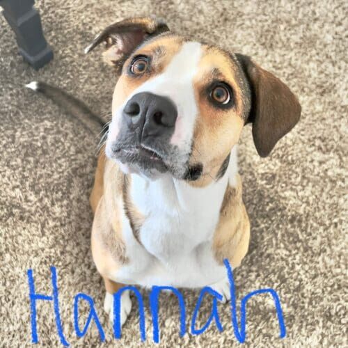 Bully mix named Hannah participating in in-home behavior modification training in Glendale Arizona