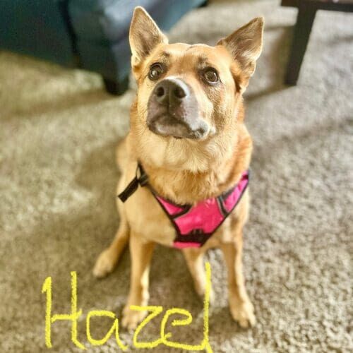 Dog named Hazel receiving midday potty break services in Phoenix Arizona