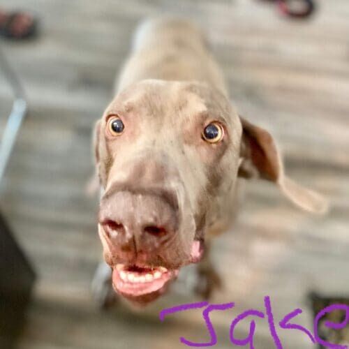 Dog named Jaxon receiving drop-in pet sitting visits in Phoenix Arizona
