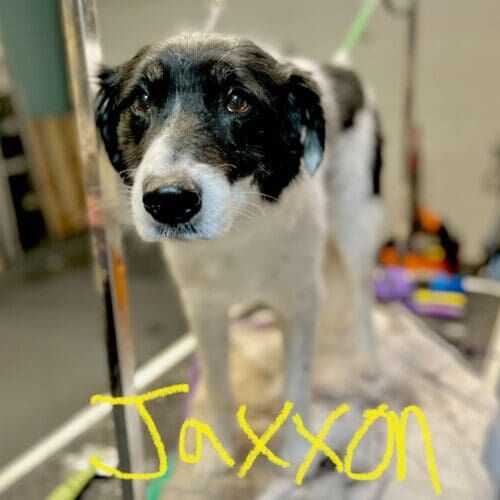 Dog named Jaxxon receiving nail grinding during a grooming visit in Glendale Arizona.