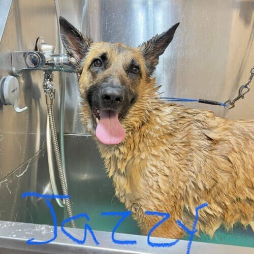 German Shepherd mix named Jazzy receiving a bath during a grooming visit in Glendale Arizona.