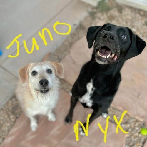 Dogs named Juno and Nyx receiving midday pet sitting visits in Glendale Arizona