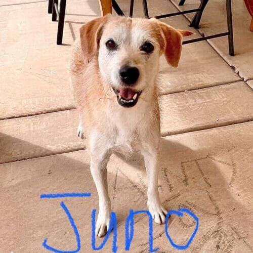 Dog named Juno receiving midday potty break visits in Glendale Arizona