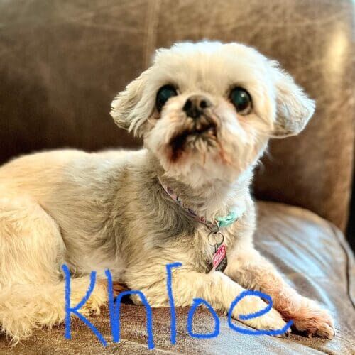 Senior white dog Khloe required additional care and medicine administration during her in home overnight pet sitting in Anthem, AZ.
