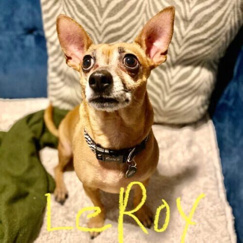 Chihuahua named Leroy receiving daytime potty break visits and dog walking services in Glendale Arizona