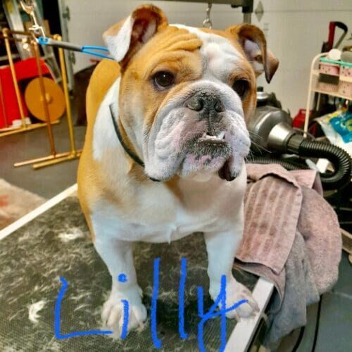 Bulldog named Lilly receiving a bath and deshedding grooming service in Glendale Arizona.