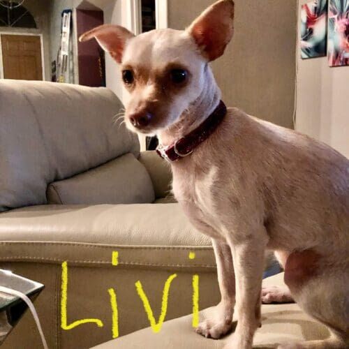 Chihuahua named Livi staying during in-home boarding in Glendale Arizona