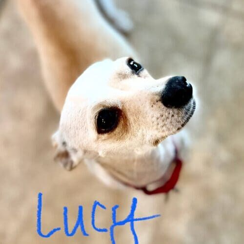 Chihuahua named Lucy receiving in-home pet sitting care in Phoenix Arizona