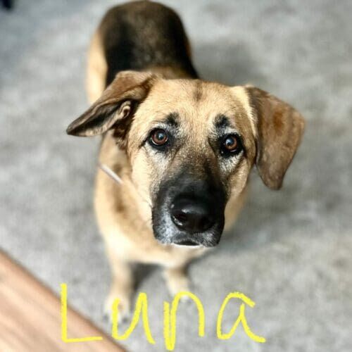 Dog named Luna working on leash reactivity training in Glendale Arizona
