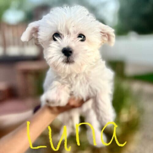 Toy Poodle Puppy Luna needed extra midday potty breaks in Glendale, AZ while her family was at work,