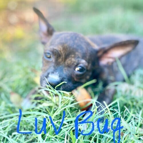 Extra small pitbull mix foster LuvBug chomping on a toy and enjoying the grass in her new foster home.