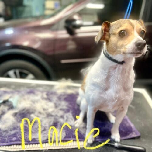 Dog named Macie receiving a deshedding grooming service in Glendale Arizona.