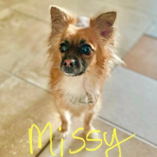Dog named Missy receiving potty break visits in Glendale Arizona