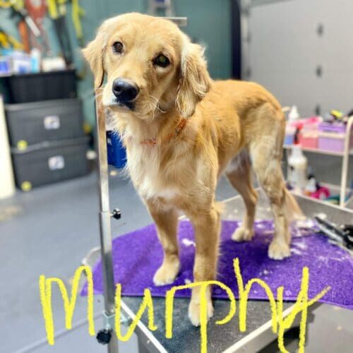 Golden Retriever named Murphy receiving a basic cage-free grooming service in Arrowhead Ranch Arizona.