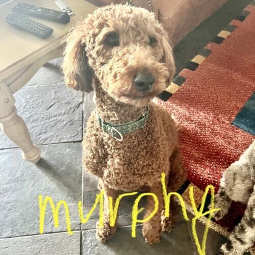 Standard poodle named Murphy receiving overnight in-home pet sitting care in Phoenix Arizona