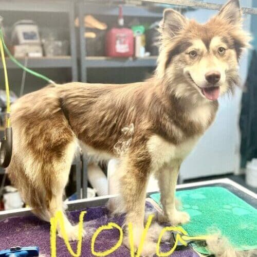 Husky mix named Nova receiving a bath and deshedding grooming service in Glendale Arizona.