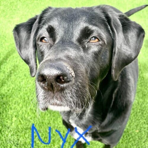 Black lab named Nyx enjoying a midday dog walking session in Glendale Arizona