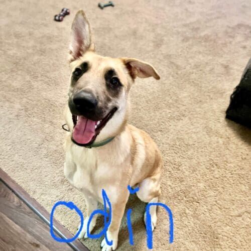 Shepherd mix puppy, Odin, showed off his intelligence and capabilities during positive reinforcement puppy training in Peoria, AZ.
