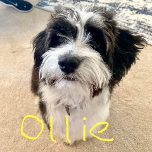 Dog named Ollie receiving short-term pet sitting visits in Arrowhead Ranch Arizona