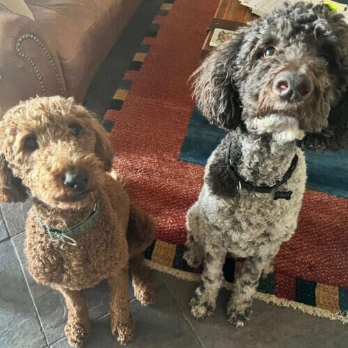 Two standard poodle mixes enjoying their in home overnight pet sitting in Phoenix, AZ.