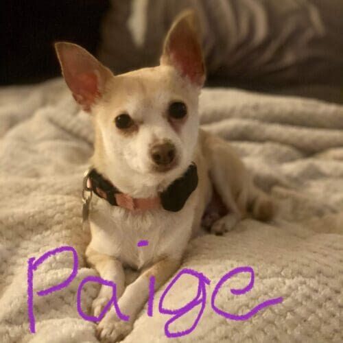 Chihuahua named Paige receiving overnight in-home pet sitting care in Glendale Arizona